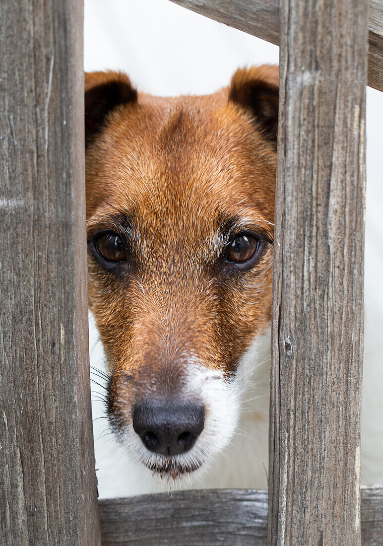 Dog looks sadly through wooden fence