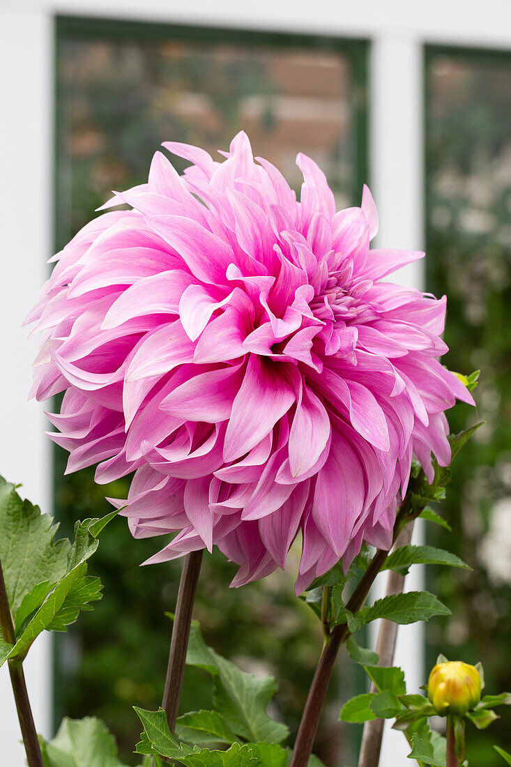 Dahlie (Dahlia) 'Pink Explosion' im Garten vor Glasfenster