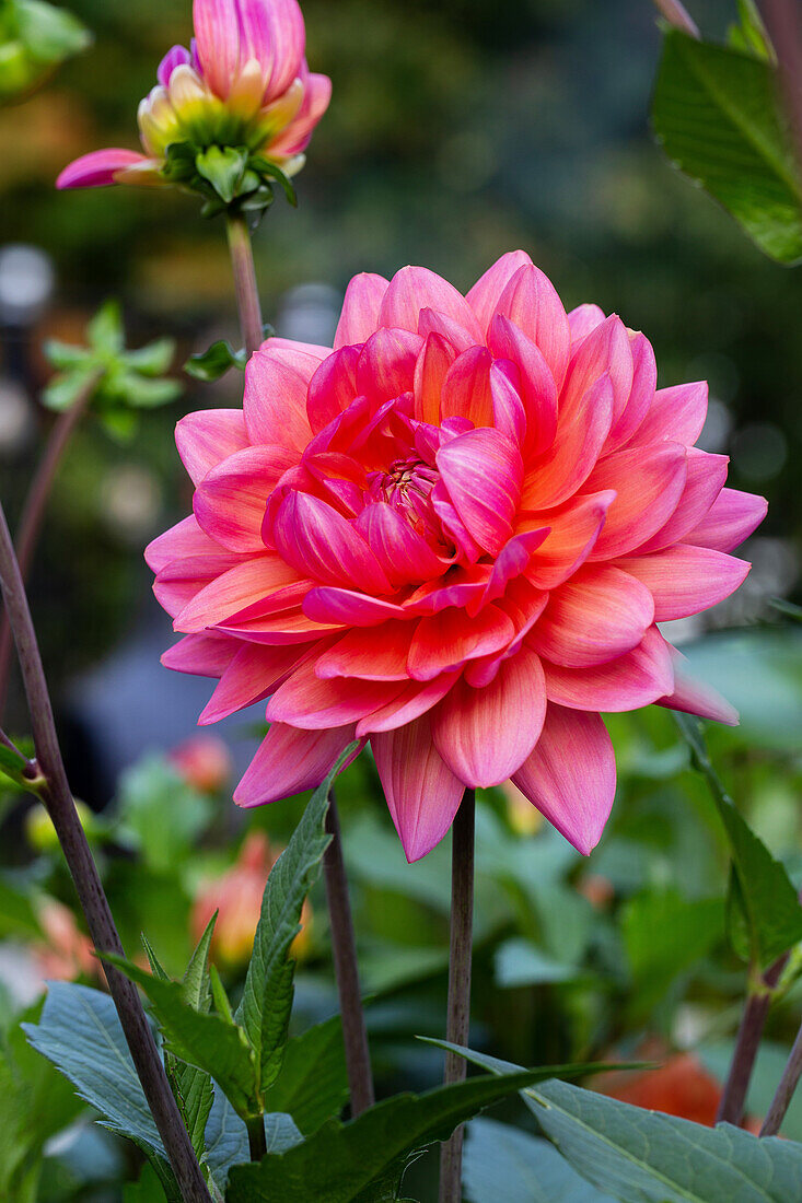 Dahlia (Dahlia) in full bloom in the summer garden