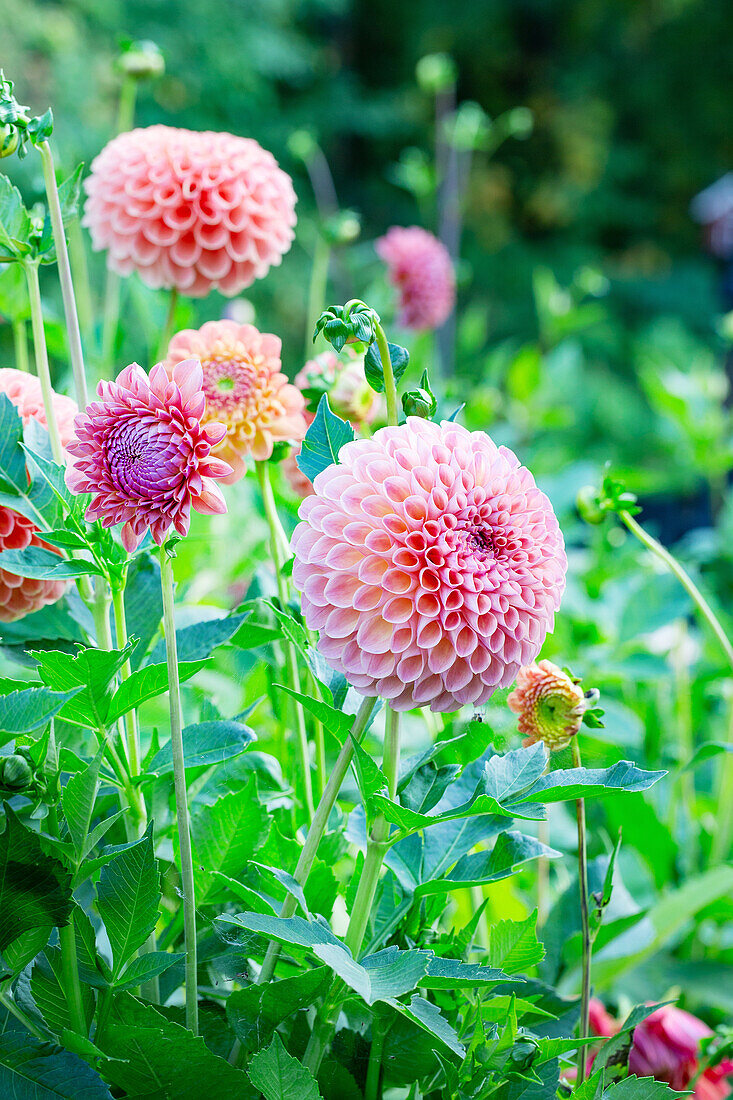 Pompon-Dahlien (Dahlia) im sommerlichen Gartenbeet