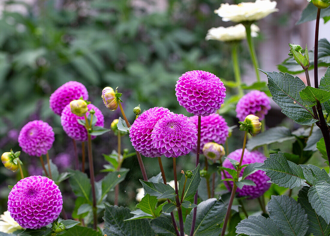 Purple dahlias (Dahlia) in full bloom in the summer garden