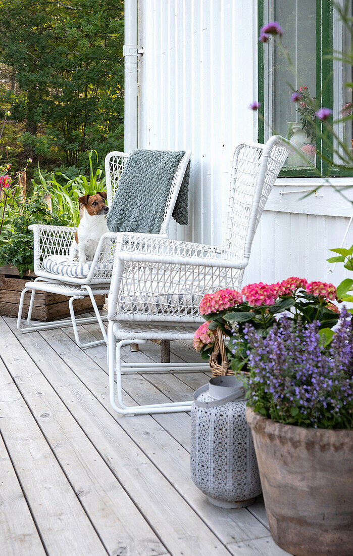 Dog sitting on white rattan armchair on wooden terrace