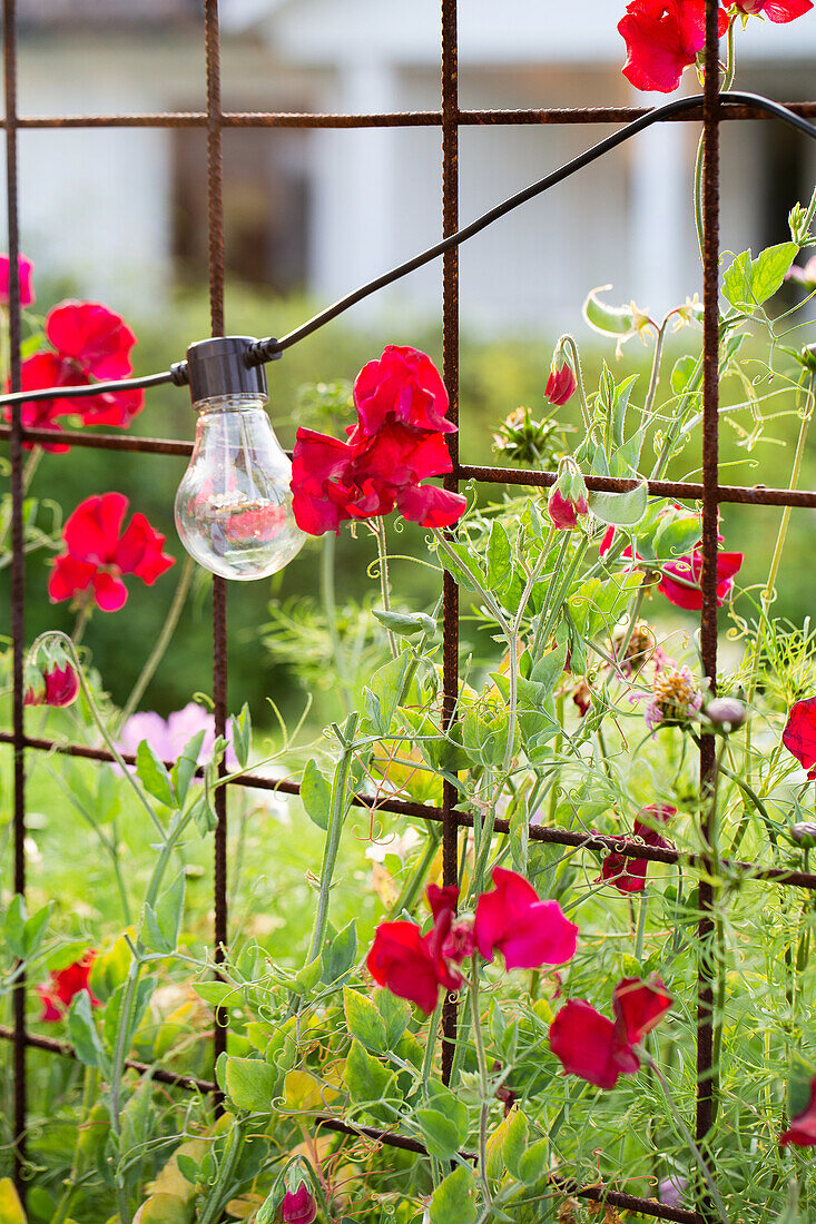 Red vetches (Lathyrus odoratus) and fairy lights on metal trellis