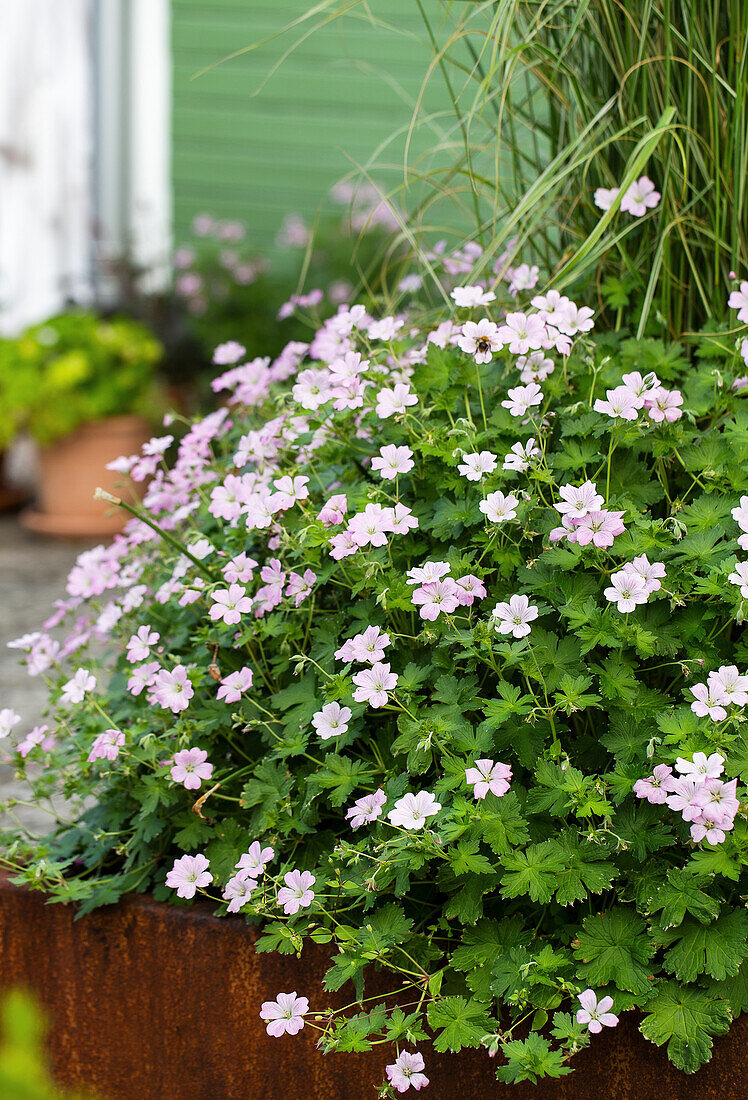 Pale pink cranesbill (geranium) in a flowering garden bed