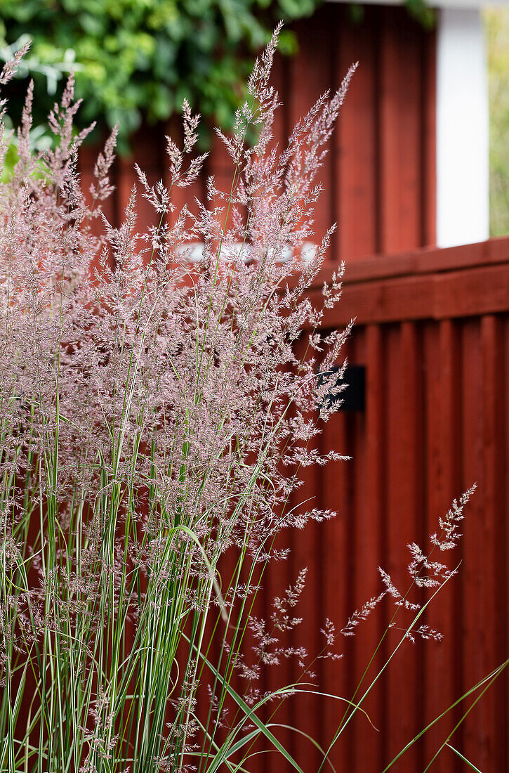 Ornamental grass in front of a red wooden wall