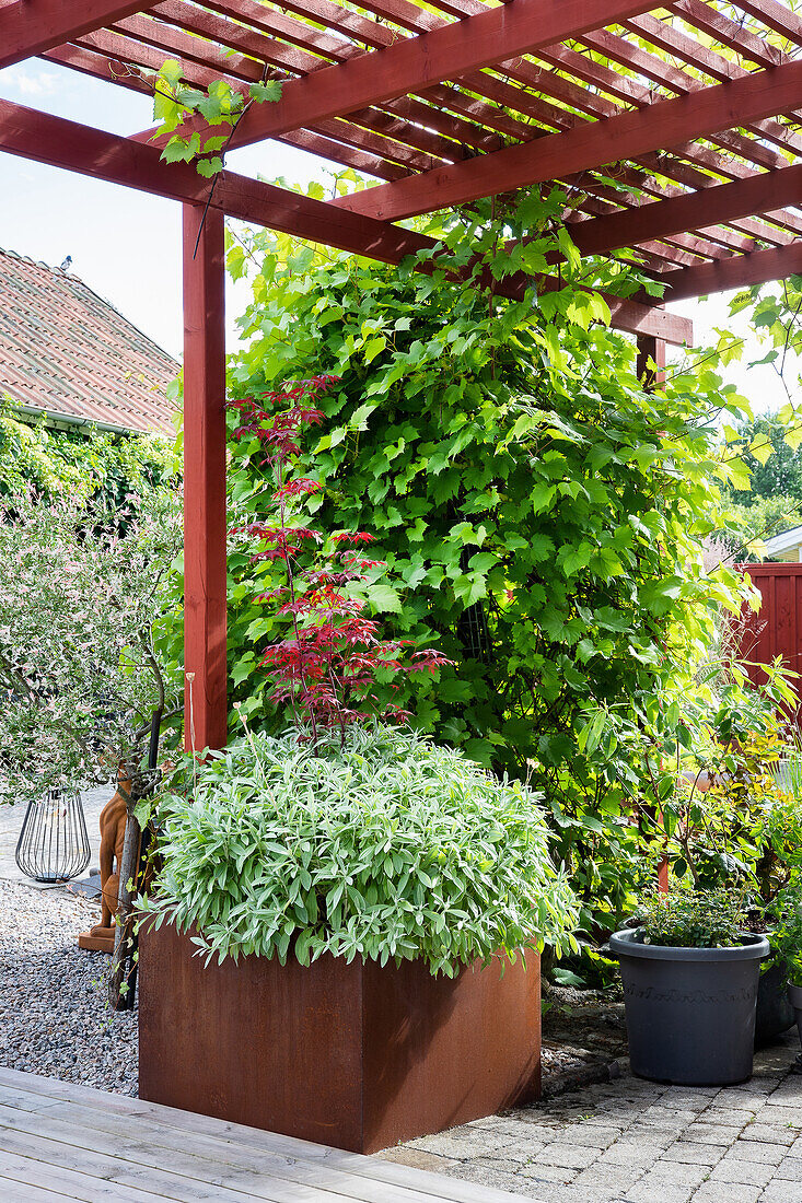 Red-painted pergola with vines