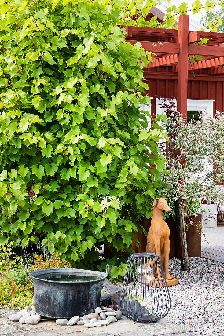 Vine next to red-painted wooden pergola