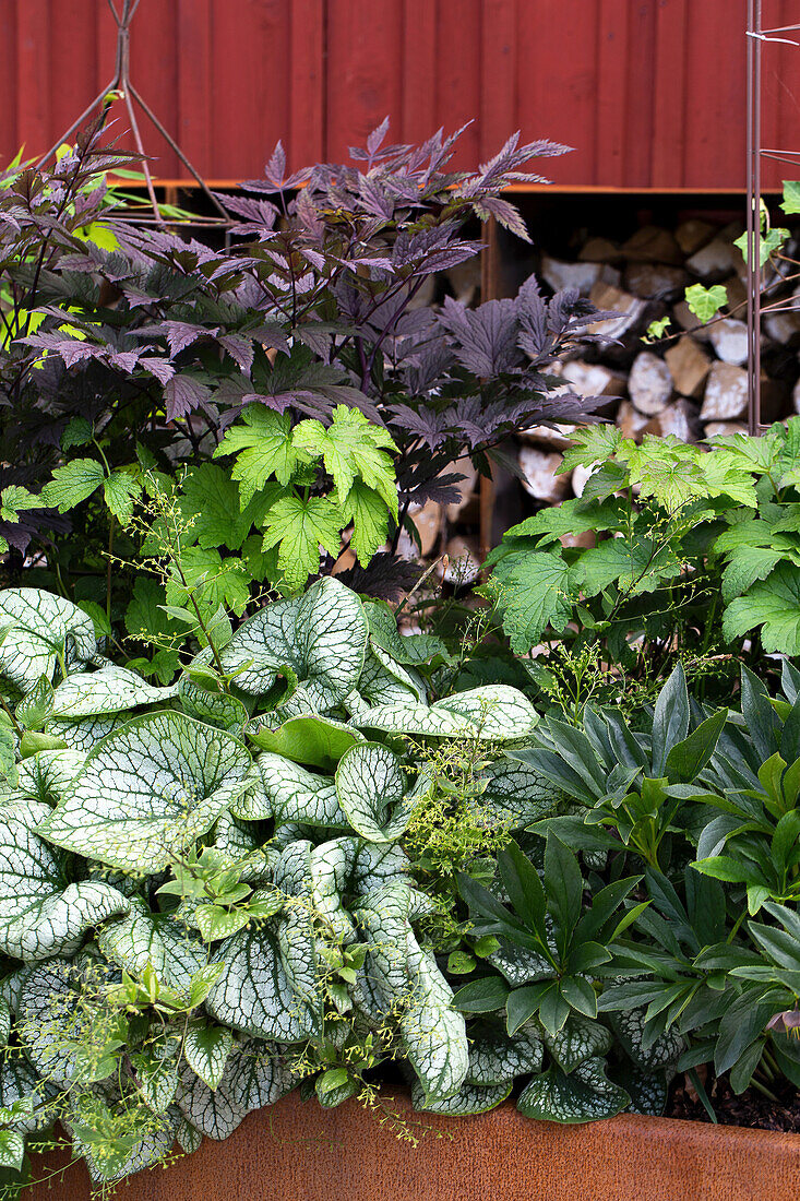 Various garden plants in front of a red wooden façade