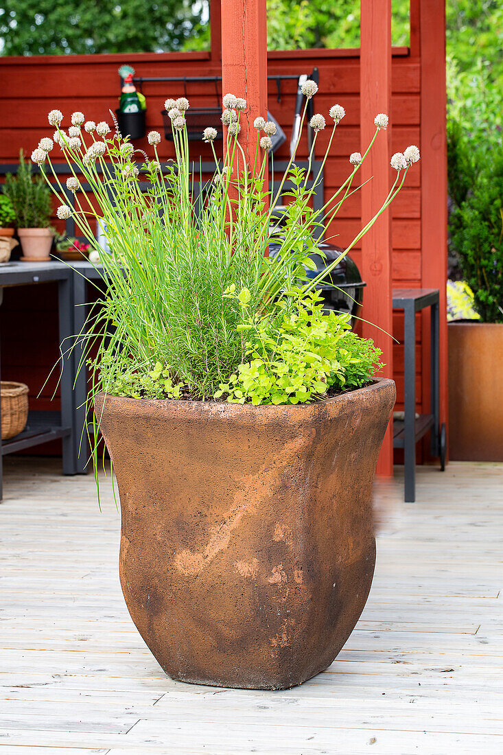 Terrakotta-Topf mit Zierlauch (Allium) auf Terrasse