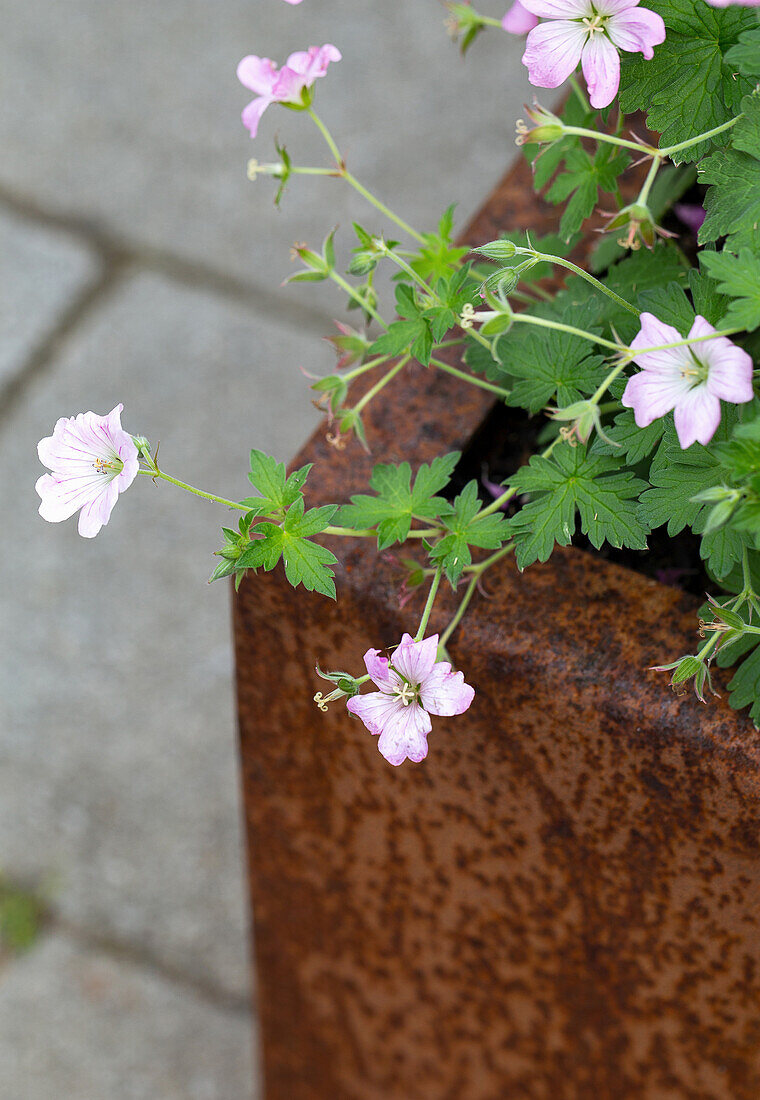 Zarter Storchschnabel (Geranium) in rostigem Metallkübel