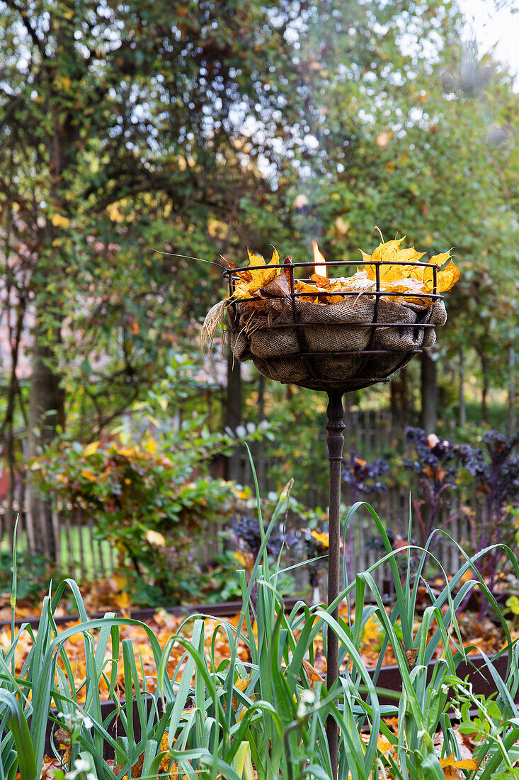 Herbstliche Dekoration Metallkorb mit Laub im Garten