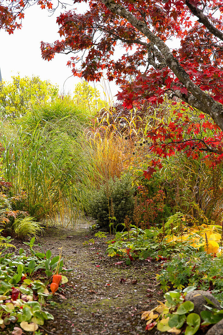 Autumnal garden with colourful deciduous trees and ornamental grasses