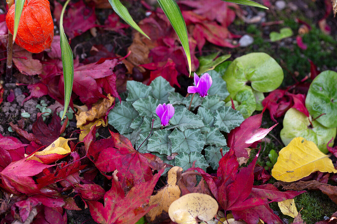 Alpenveilchen (Cyclamen) inmitten von buntem Laub