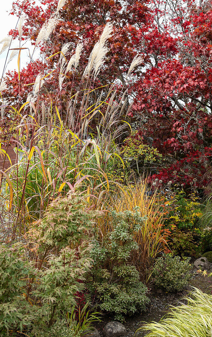 Bunter Herbstgarten mit Ziergräsern und rotem Ahorn-Laub