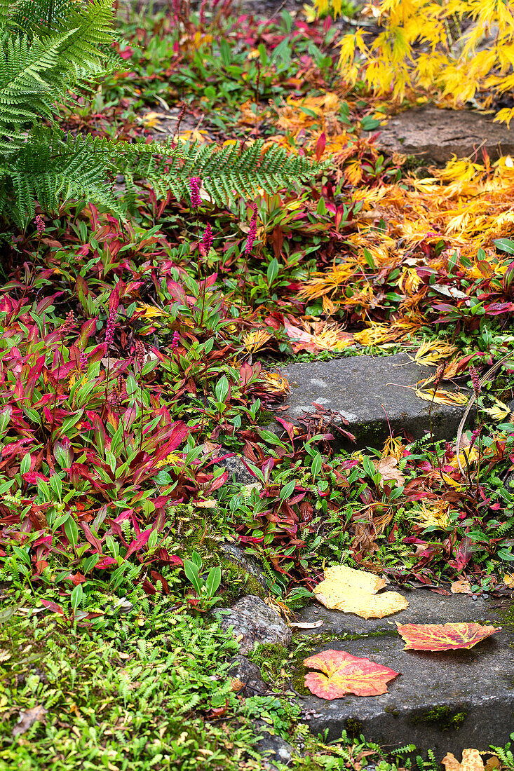 Steps in autumn garden with colourful foliage and ferns