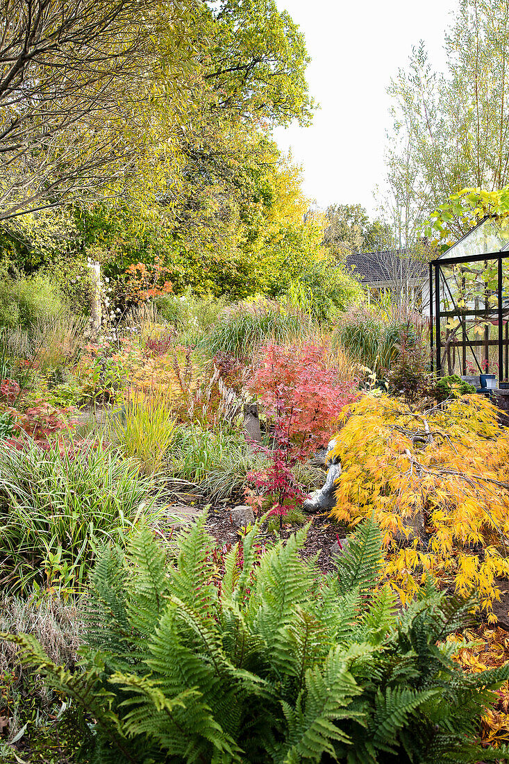 Herbstlicher Garten mit Farnen und buntem Ahorn-Laub neben Gewächshaus