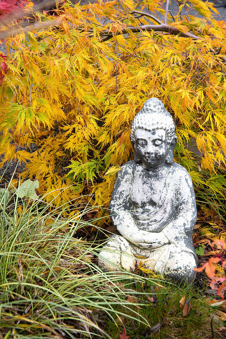 Stone Buddha statue next to yellow maple in autumn garden