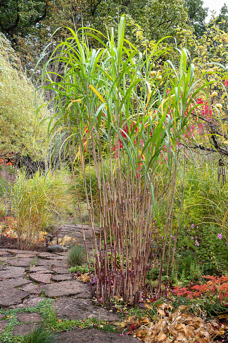 Ornamental grass in the autumn garden next to natural stone path