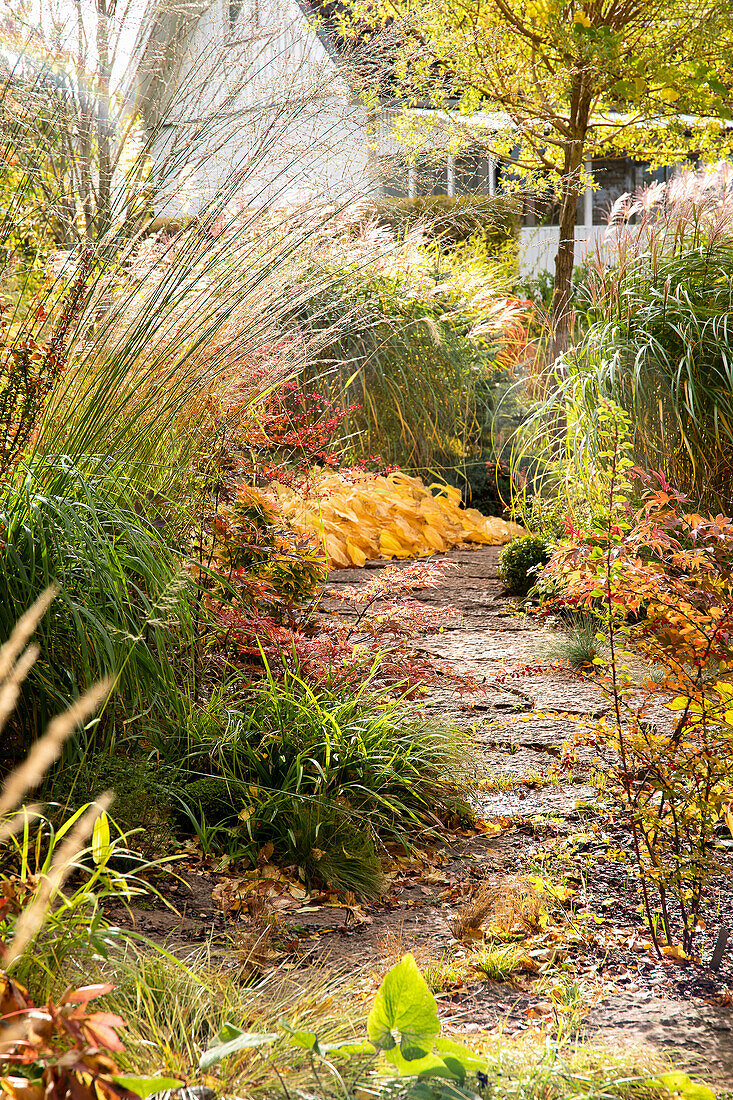 Garden path lined with ornamental grasses and maple trees in autumn