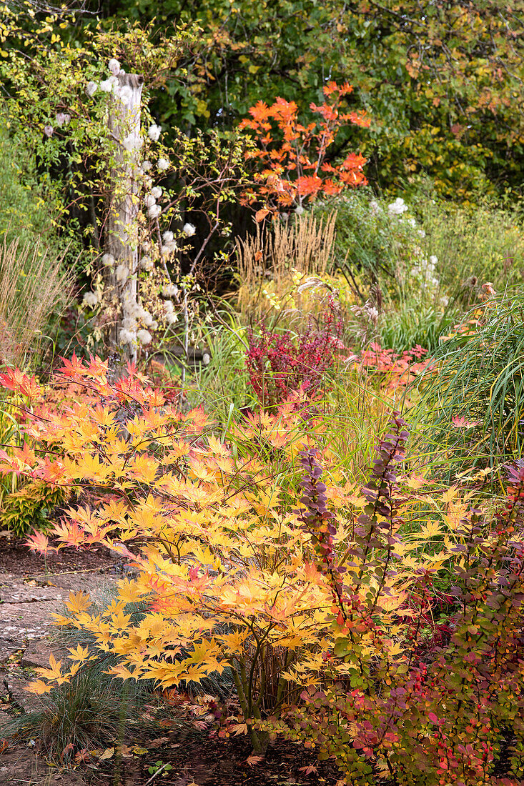 Colourful autumn garden with ornamental grasses and maple trees