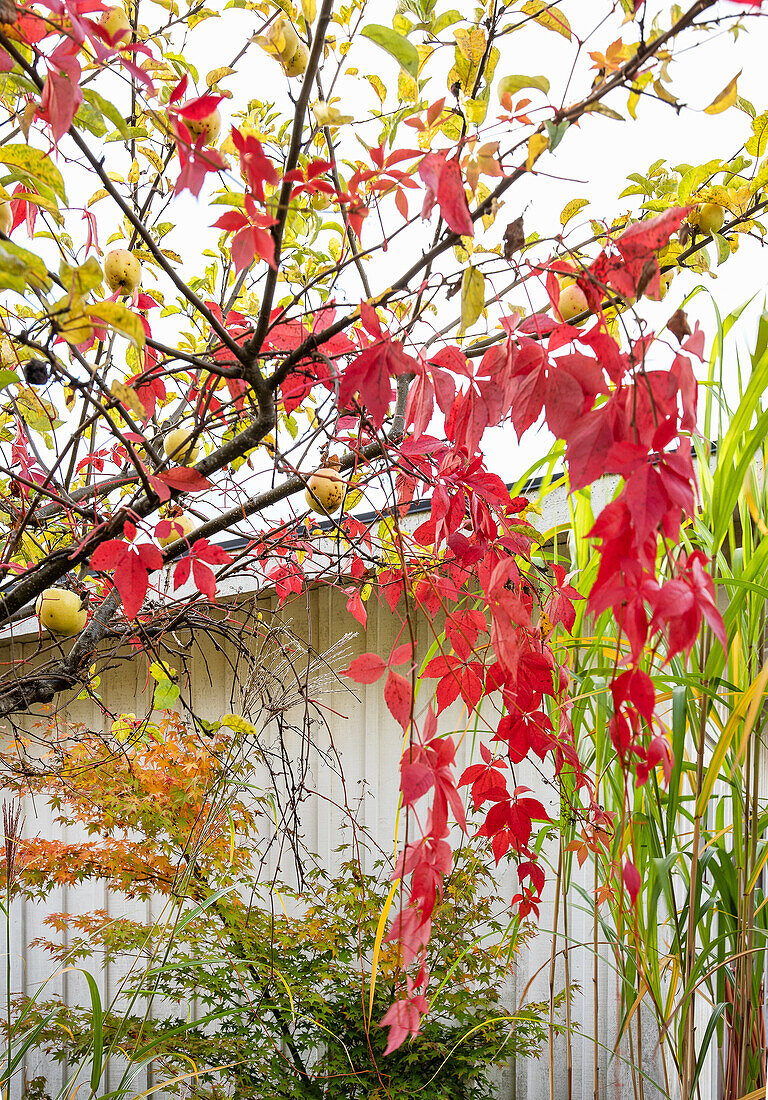 Red vine leaves hanging in the fruit tree