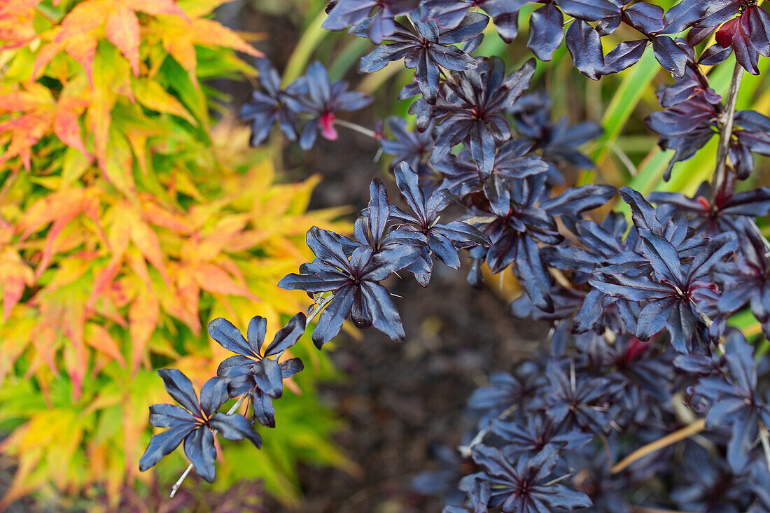 Dark purple leaves next to green-yellow colouring in the garden