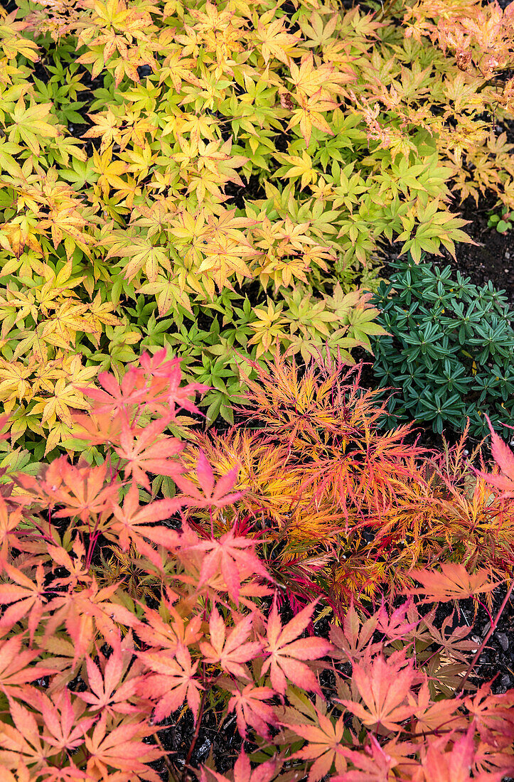 Bunter Ahorn (Acer) im herbstlichen Gartenbeet