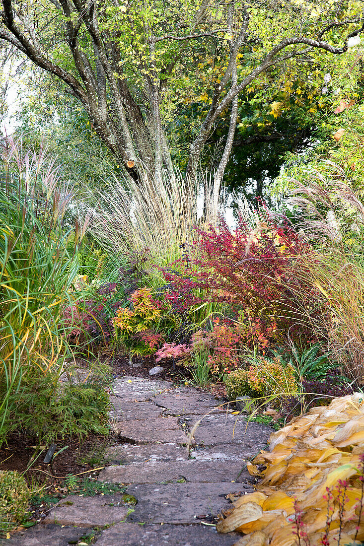 Autumnal garden path with colourful foliage and tall grasses