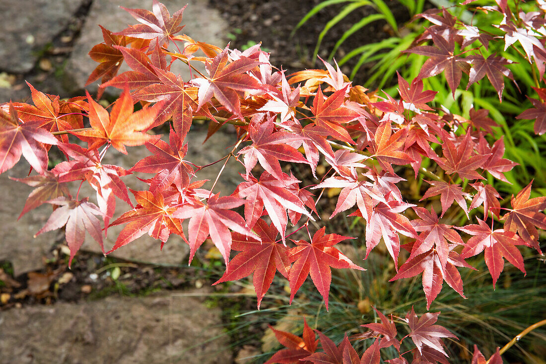 Japanese maple (Acer palmatum) with red autumn leaves