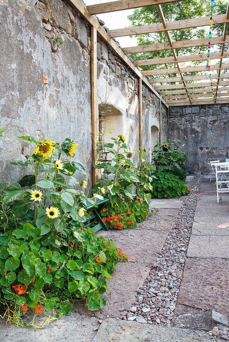 Innenhof mit Sonnenblumen (Helianthus), Rankpflanzen und Pergola