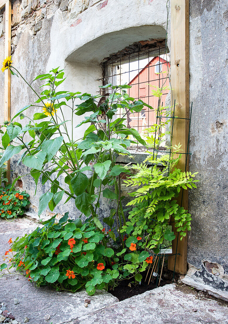 Blumenbeet mit Rankhilfen an verwitterter Steinmauer