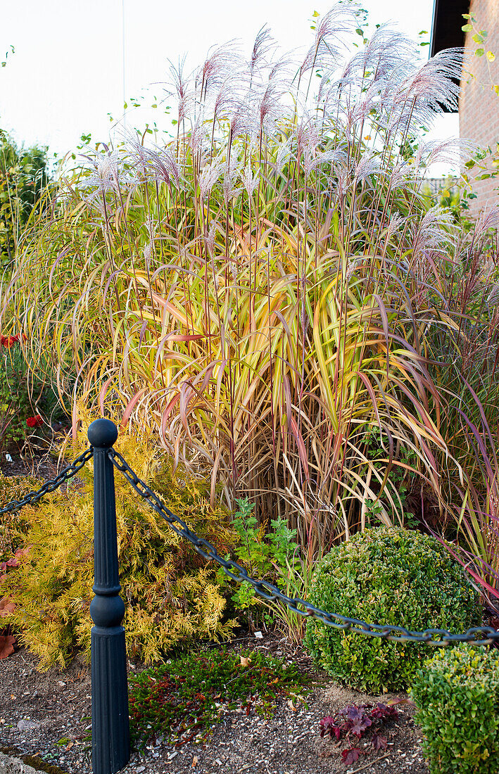 Ornamental grass and boxwood in autumnal garden bed