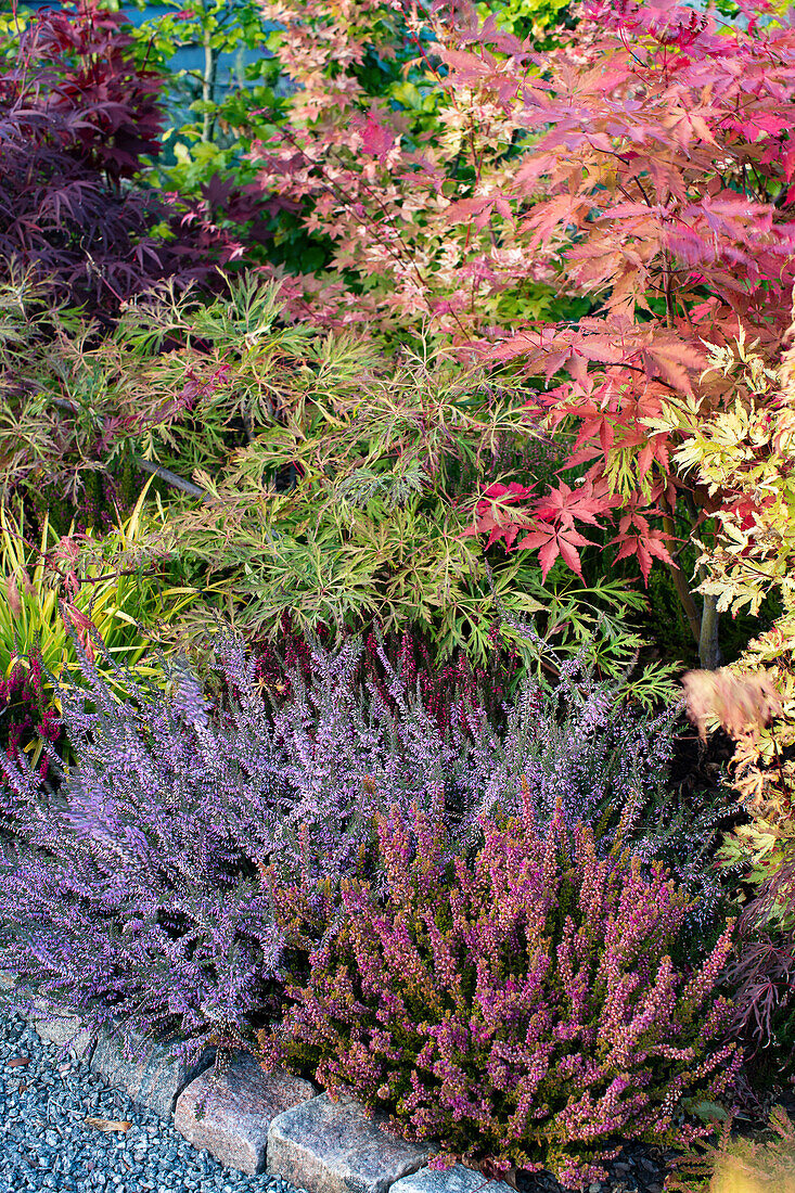 Bunter Herbstgarten mit Heidekraut und Ahornbäumen