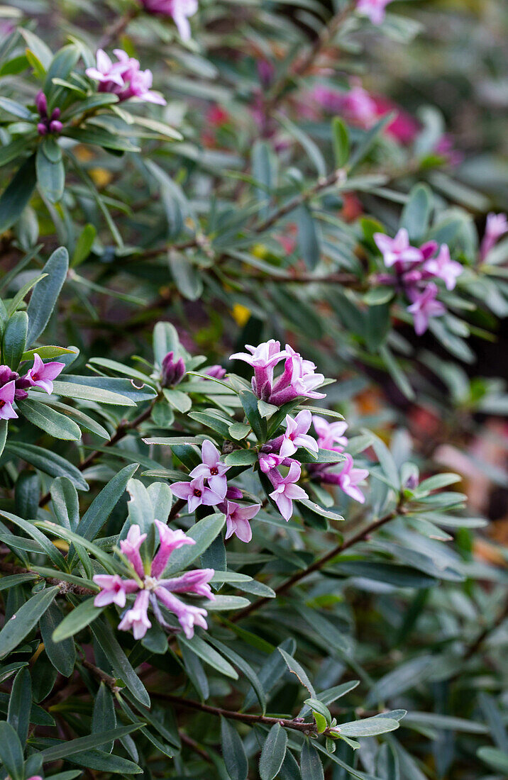 Daphne with pink flowers in the garden