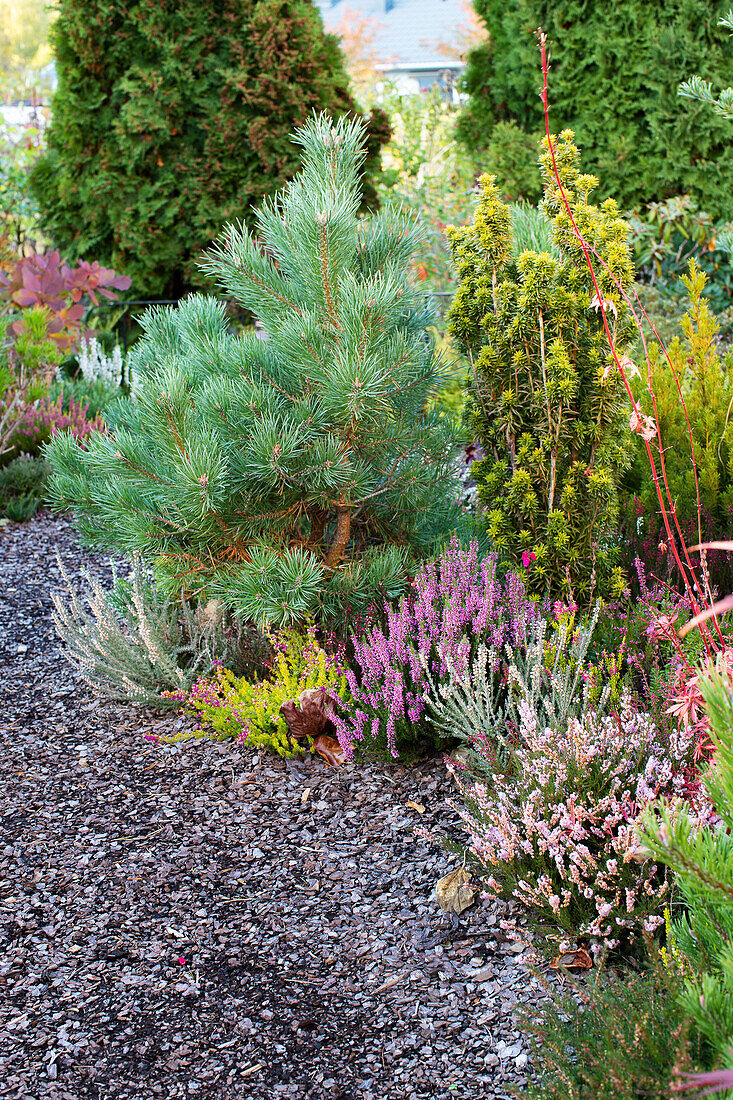 Autumn garden bed with conifers and heather