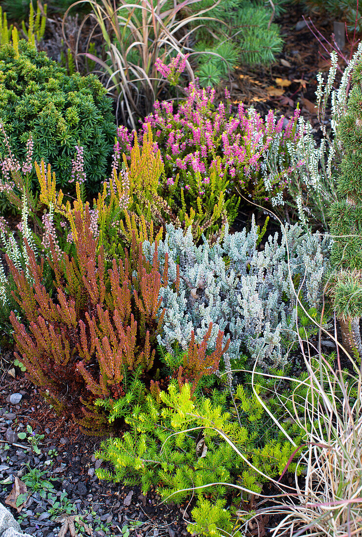 Colourful heather plants (Erica) in the autumn garden bed