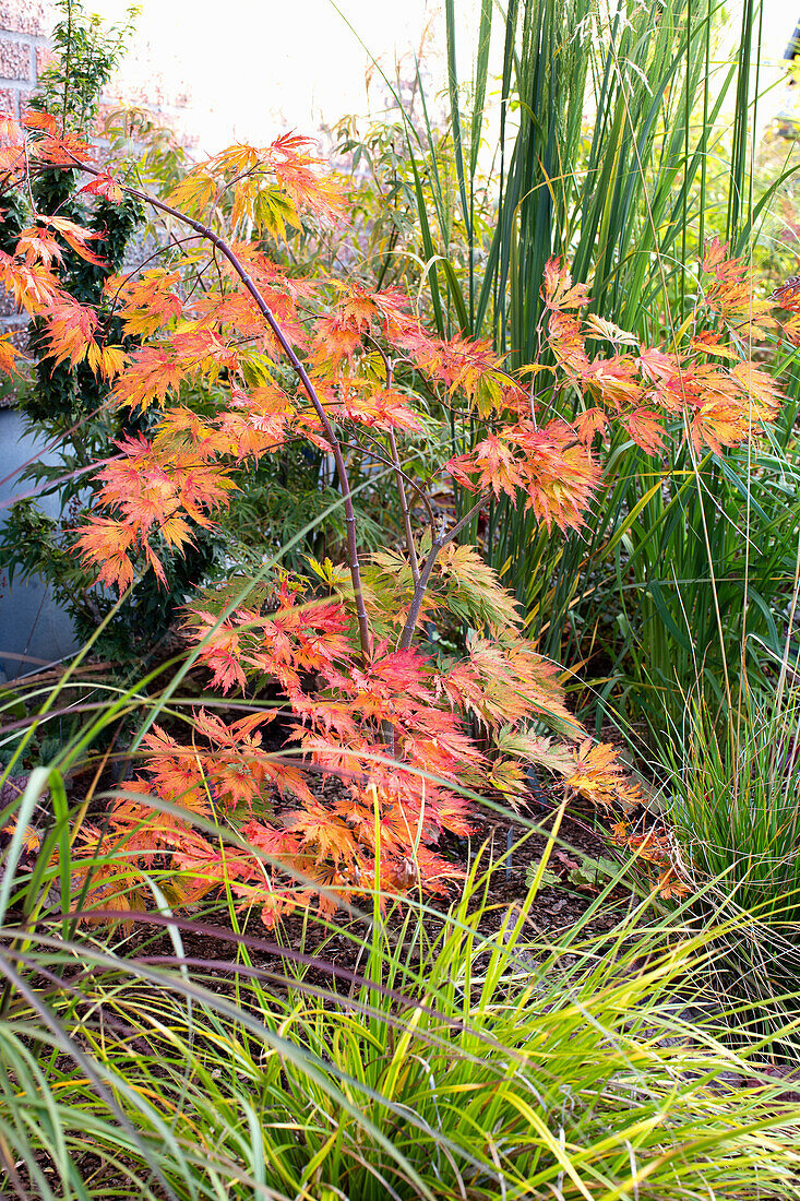 Japanese maple (Acer palmatum) with colourful autumn colours