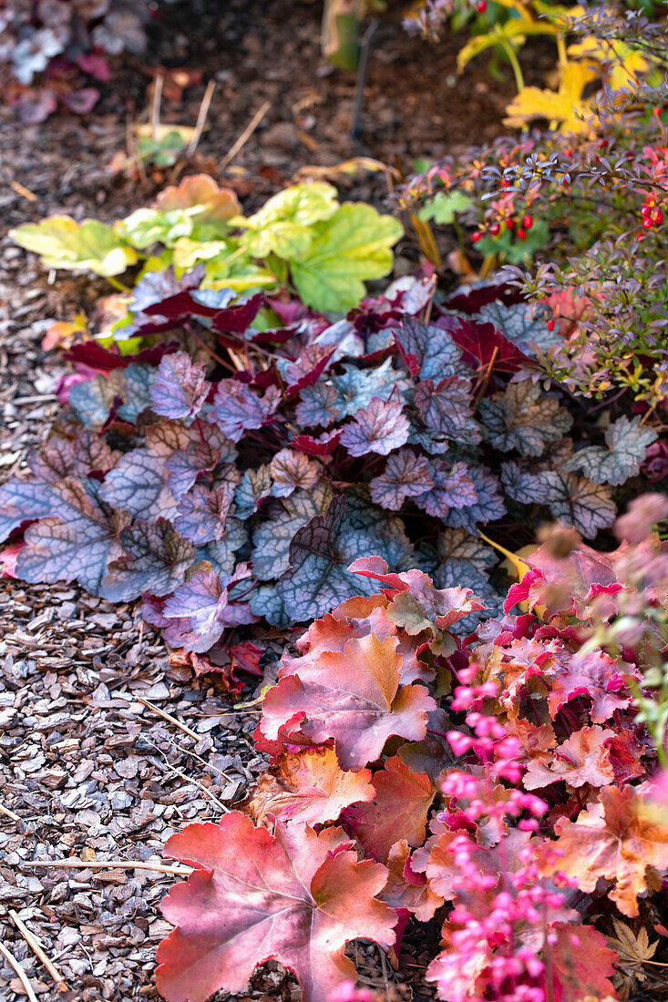 Colourful Heuchera plants in the autumn garden