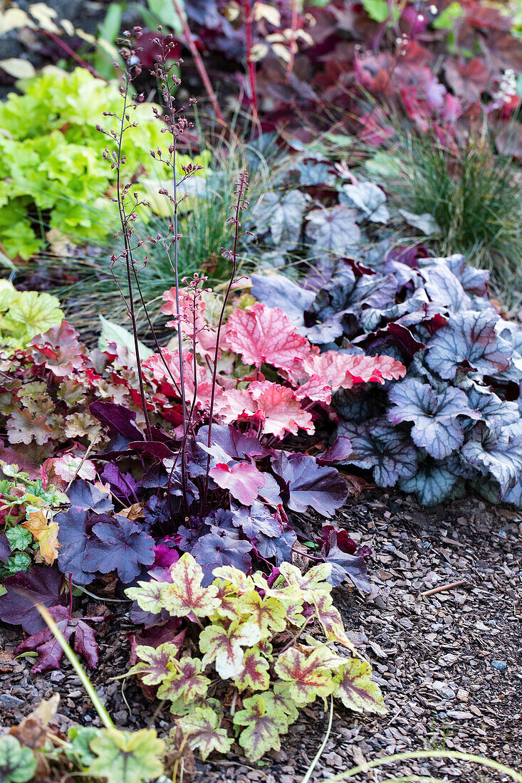 Vielseitige Heuchera-Pflanzen in verschiedenen Blattfarben im Gartenbeet