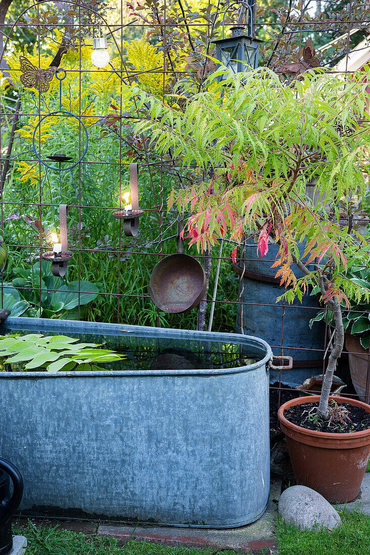 Zinc tub with water plants in front of trellis with decorative elements