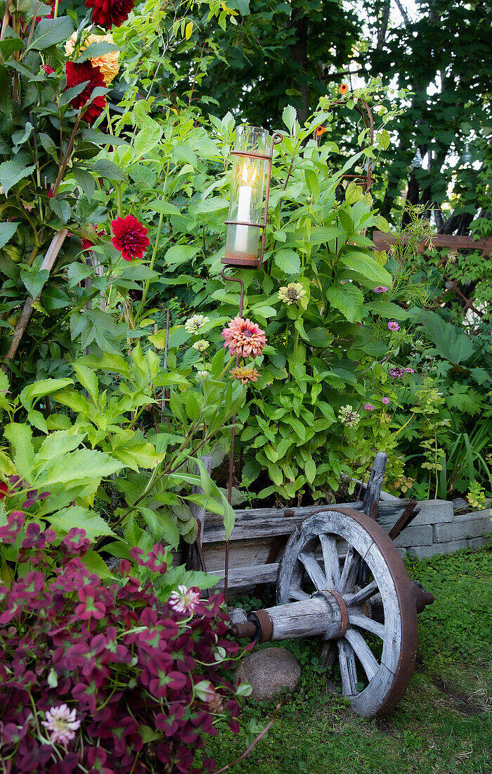 Wheelbarrow planted with perennials in the garden