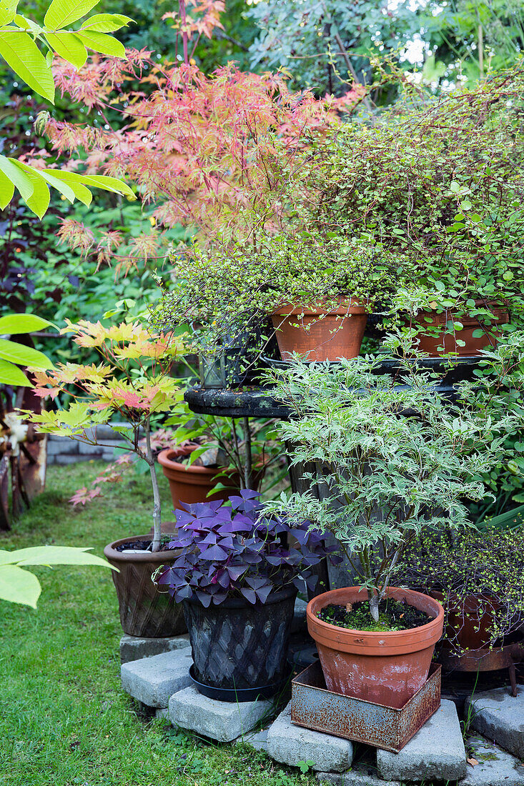 Various decorative ornamental plants in pots in the garden