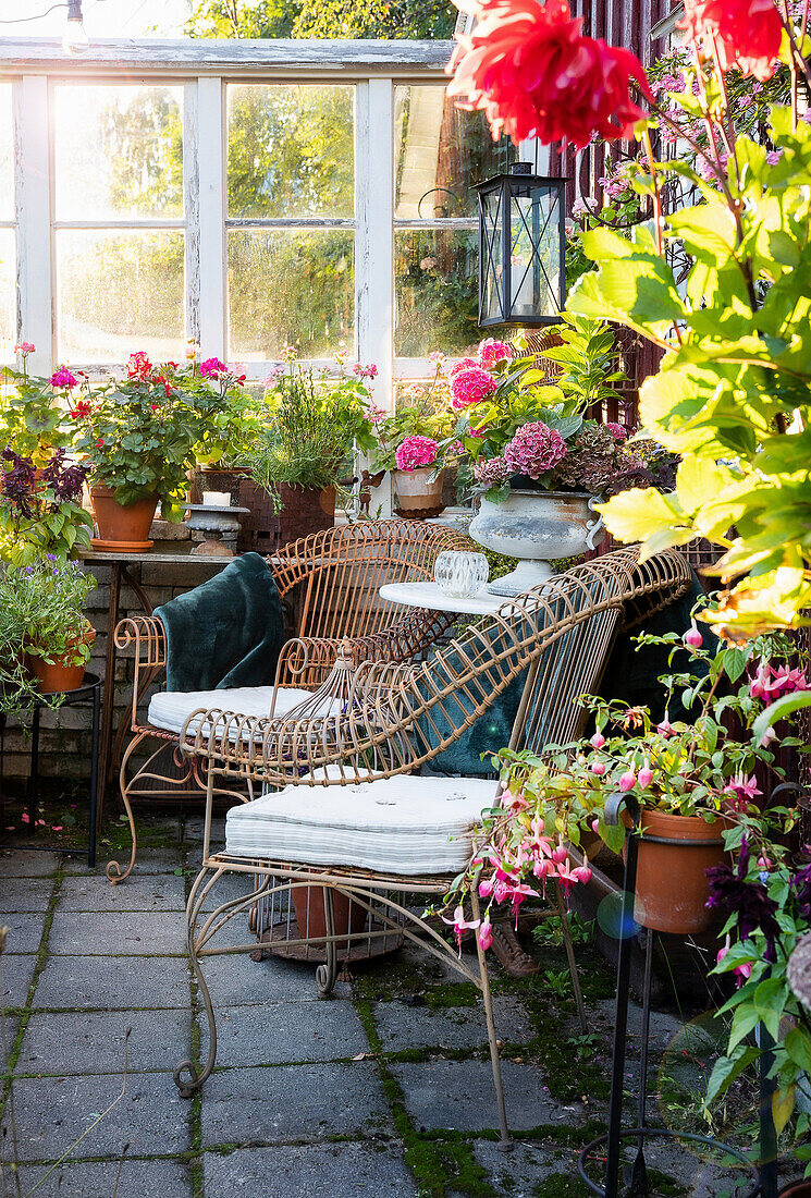 Outdoor seating area between hydrangeas and petunias