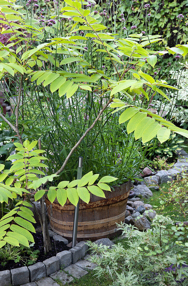 Holzfass mit Topinambur (Helianthus tuberosus) im Garten