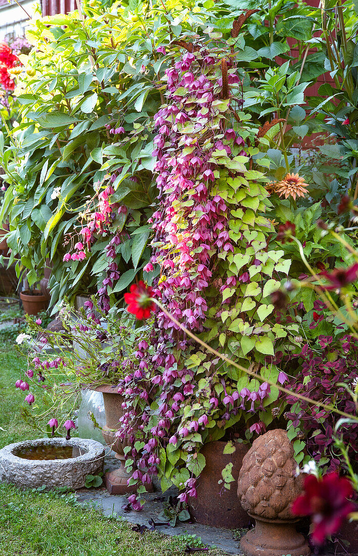 Pflanzenarrangement mit Ziegeldorn (Rhodophtalleia) im Gartenbereich