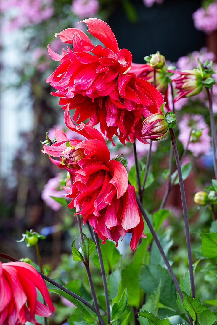 Red dahlias (Dahlia) in the summer garden