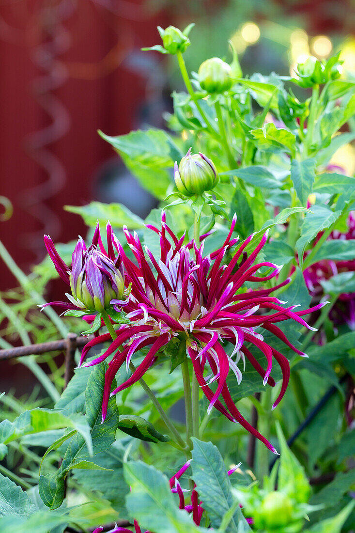 Dahlie (Dahlia) "Starlight" im Gartenbeet im Sommer