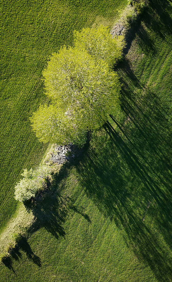 Zitterpappeln (Populus tremula) im Austrieb und grünen Wiesen