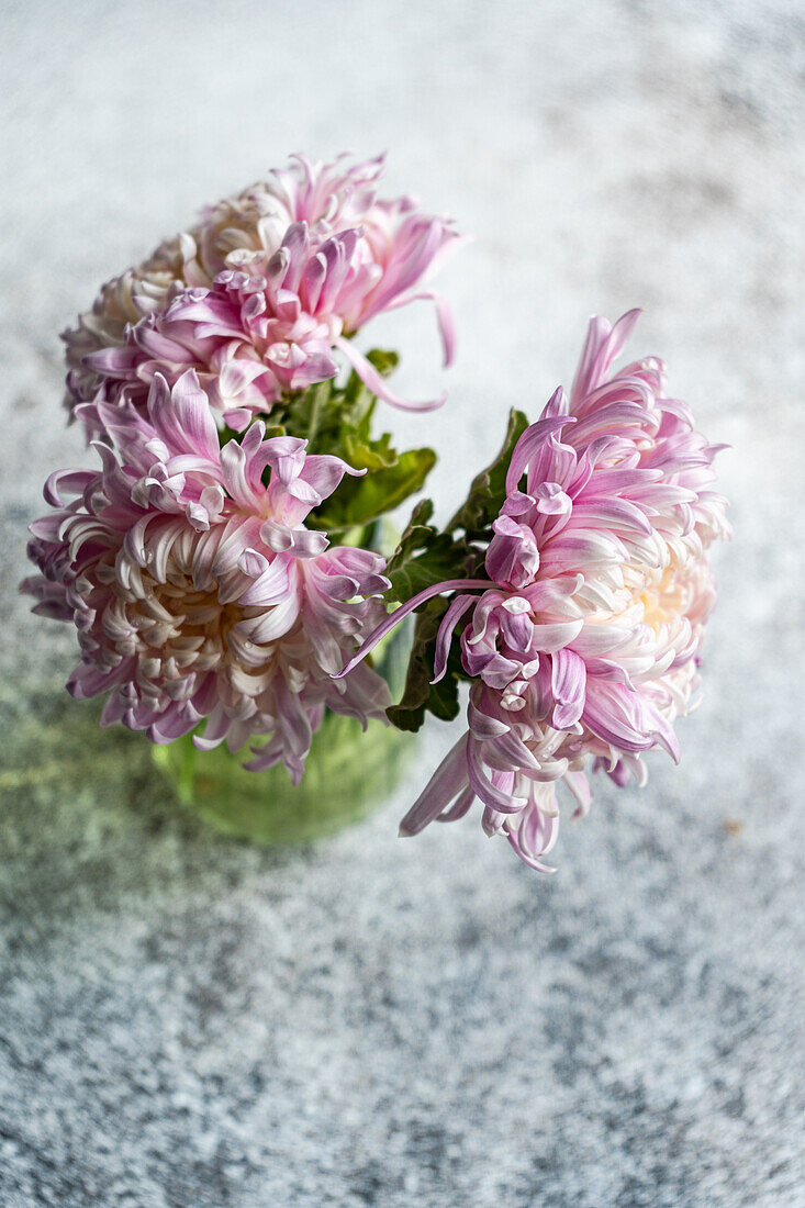 Chrysanthemen (Chrysanthemum) auf hellgrauem Steintisch