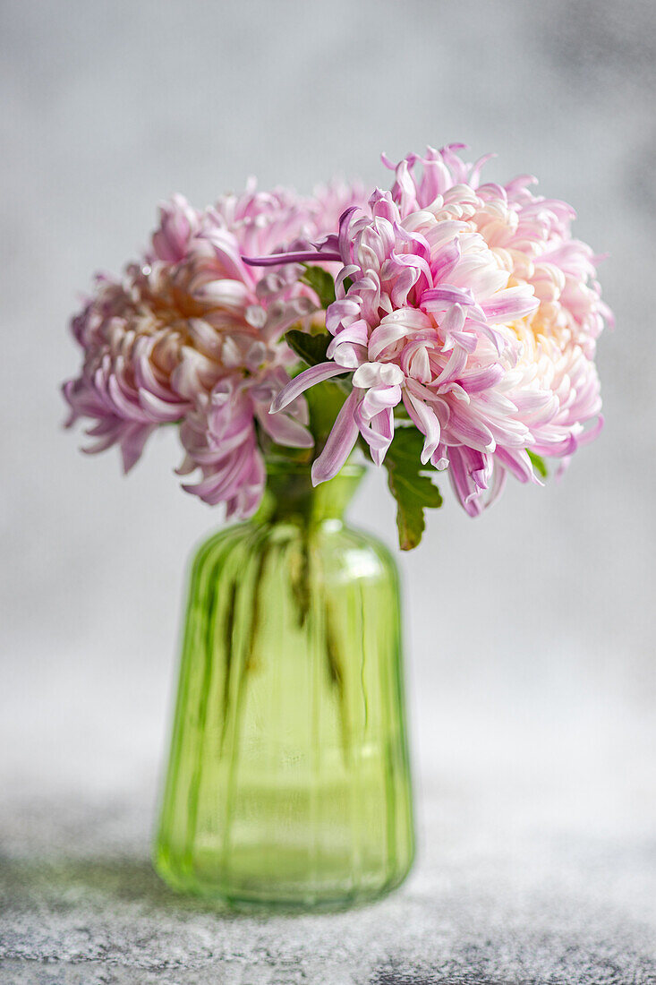 Chrysanthemen (Chrysanthemum) in grüner Glasvase